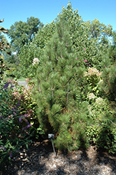 Iseli Fastigiate Bosnian Pine (Pinus heldreichii 'Iseli Fastigiate') at Lakeshore Garden Centres