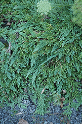 Pancake Juniper (Juniperus horizontalis 'Pancake') at A Very Successful Garden Center