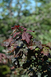 Royal Ruby Hedge Maple (Acer campestre 'Royal Ruby') at Stonegate Gardens