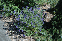 First Choice Caryopteris (Caryopteris x clandonensis 'First Choice') at A Very Successful Garden Center