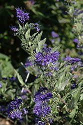 First Choice Caryopteris (Caryopteris x clandonensis 'First Choice') at Stonegate Gardens