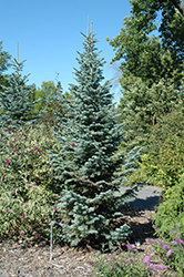 Argentea Mountain Fir (Abies lasiocarpa 'Argentea') at Stonegate Gardens