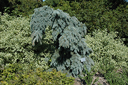 Ice Floe Weeping Blue Spruce (Picea pungens 'Ice Floe') at A Very Successful Garden Center