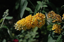 Honeycomb Butterfly Bush (Buddleia x weyeriana 'Honeycomb') at A Very Successful Garden Center