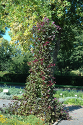Ruby Moon Hyacinth Bean (Lablab purpureus 'Ruby Moon') at Stonegate Gardens
