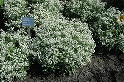Triple-nerved Pearly Everlasting (Anaphalis triplinervis) at Lakeshore Garden Centres