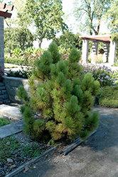 Don Smith Red Pine (Pinus resinosa 'Don Smith') at A Very Successful Garden Center