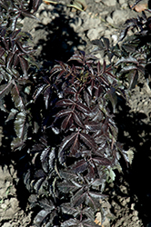 Licorice Stix Elder (Sambucus nigra 'Eiffel01') at Stonegate Gardens