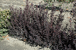Tiny Wine Ninebark (Physocarpus opulifolius 'SMPOTW') at Stonegate Gardens