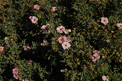 Happy Face Pink Paradise Potentilla (Potentilla fruticosa 'Kupinpa') at Stonegate Gardens