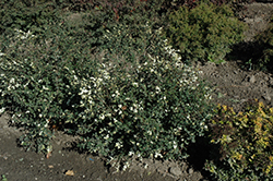 Galaxy Coralberry (Symphoricarpos x doorenbosii 'Kolmgala') at A Very Successful Garden Center