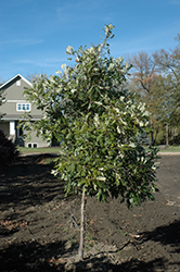 Admiration Oak (Quercus 'Jefmir') at A Very Successful Garden Center