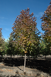 Nobility White Ash (Fraxinus americana 'Nobility') at A Very Successful Garden Center