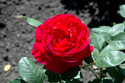 Heathcliff Rose (Rosa 'Ausnipper') at A Very Successful Garden Center