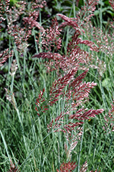 Savannah Ruby Grass (Melinis nerviglumis 'Savannah') at Lakeshore Garden Centres