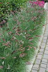 Savannah Ruby Grass (Melinis nerviglumis 'Savannah') at Stonegate Gardens