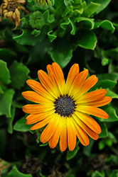 Sunshine Beauty African Daisy (Osteospermum ecklonis 'Sunshine Beauty') at Lakeshore Garden Centres