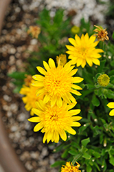 4D Yellow African Daisy (Osteospermum 'KLEOE19398') at A Very Successful Garden Center