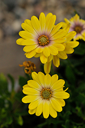Zion Magic Yellow African Daisy (Osteospermum 'KLEOE17336') at Lakeshore Garden Centres