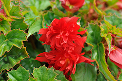 Funky Red Begonia (Begonia 'Funky Red') at A Very Successful Garden Center