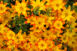 Taka Tuka Orange Yellow Center (Bidens ferulifolia 'Taka Tuka Orange Yellow Center') at Lakeshore Garden Centres