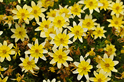 Taka Tuka White and Yellow Center (Bidens ferulifolia 'Taka Tuka White and Yellow') at Lakeshore Garden Centres