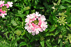 Samira Pink Wing Verbena (Verbena x peruviana 'Samira Pink Wing') at A Very Successful Garden Center