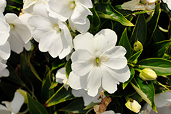 Harmony Colorfall White Impatiens (Impatiens hawkeri 'Harmony Colorfall White') at A Very Successful Garden Center