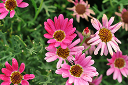 Grandaisy Dark Pink Daisy (Argyranthemum 'Grandaisy Dark Pink') at Lakeshore Garden Centres