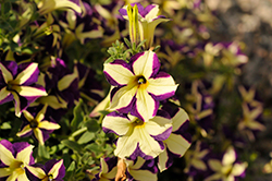 Crazytunia Frisky Violet Petunia (Petunia 'Crazytunia Frisky Violet') at A Very Successful Garden Center
