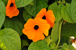TowerPower Apricot Black-Eyed Susan (Thunbergia alata 'TowerPower Apricot') at Stonegate Gardens