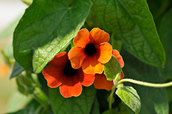 TowerPower Red Black-Eyed Susan (Thunbergia alata 'TowerPower Red') at A Very Successful Garden Center