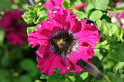 Superbissima Nana Dark Purple Petunia (Petunia 'Superbissima Nana Dark Purple') at A Very Successful Garden Center