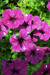 Surprise Sparkle Purple Petunia (Petunia 'Surprise Sparkle Purple') at A Very Successful Garden Center