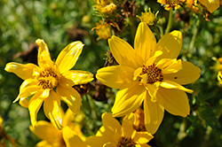 Sun Drop  Compact Double Yellow Bidens (Bidens ferulifolia 'Balbiscodel') at Lakeshore Garden Centres