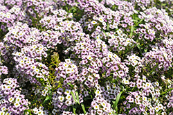 Lucia Lavender Sweet Alyssum (Lobularia 'Lucia Lavender') at A Very Successful Garden Center