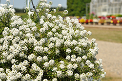 Lucia White Sweet Alyssum (Lobularia 'Lucia White') at A Very Successful Garden Center