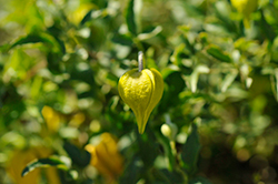 Little Lemons Clematis (Clematis 'Zo14100') at A Very Successful Garden Center
