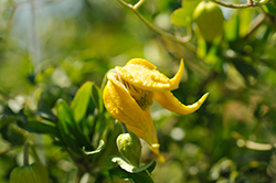Little Lemons Clematis (Clematis 'Zo14100') at A Very Successful Garden Center