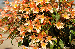 Copacabana Tricolor Begonia (Begonia boliviensis 'Copacabana Tricolor') at A Very Successful Garden Center