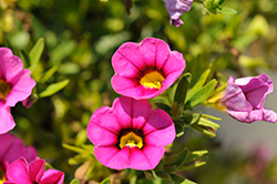 Bloomtastic Tiki Pink Calibrachoa (Calibrachoa 'Bloomtastic Tiki Pink') at A Very Successful Garden Center