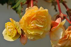 Double Delight Primrose Begonia (Begonia 'Kerbespicup') at Lakeshore Garden Centres