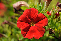 FlashForward Red Petunia (Petunia 'FlashForward Red') at A Very Successful Garden Center