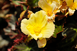I'Conia Upright Sunshine Begonia (Begonia 'I'Conia Upright Sunshine') at A Very Successful Garden Center