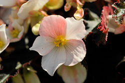 I'Conia Upright White Begonia (Begonia 'I'Conia Upright White') at Lakeshore Garden Centres
