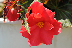 Daystar Hot Coral Begonia (Begonia 'TNBEGDHC') at A Very Successful Garden Center