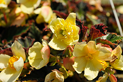 Daystar Primrose Begonia (Begonia 'TNBEGDP') at A Very Successful Garden Center
