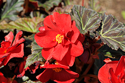 Nonstop Mocca Deep Red Begonia (Begonia 'Nonstop Mocca Deep Red') at A Very Successful Garden Center