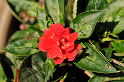 Wild Romance Red New Guinea Impatiens (Impatiens 'Wild Romance Red') at A Very Successful Garden Center