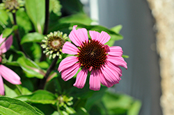 Mooodz Courage Coneflower (Echinacea 'Hilmoocour') at A Very Successful Garden Center